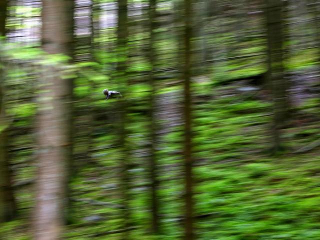 RDHF 2013 - Raid des Hautes Fagnes - photo 43