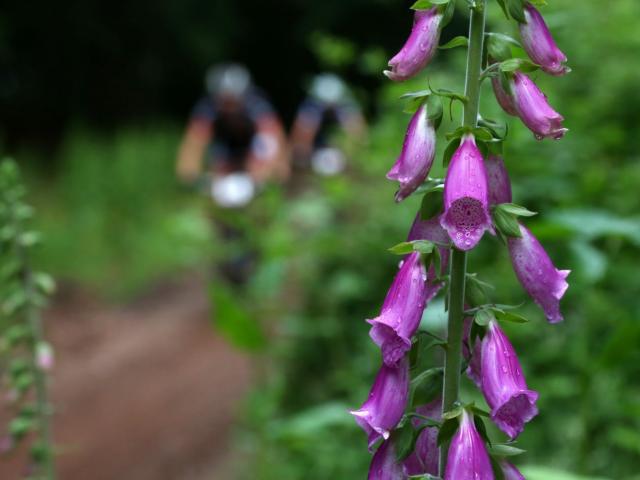RDHF 2016 - Raid des Hautes Fagnes - photo 29