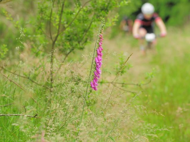 RDHF 2016 - Raid des Hautes Fagnes - photo 158